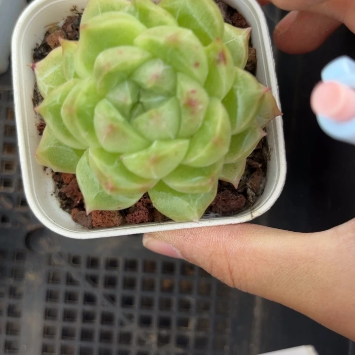 呀Y呀呀呀呀呀意思呀呀雨