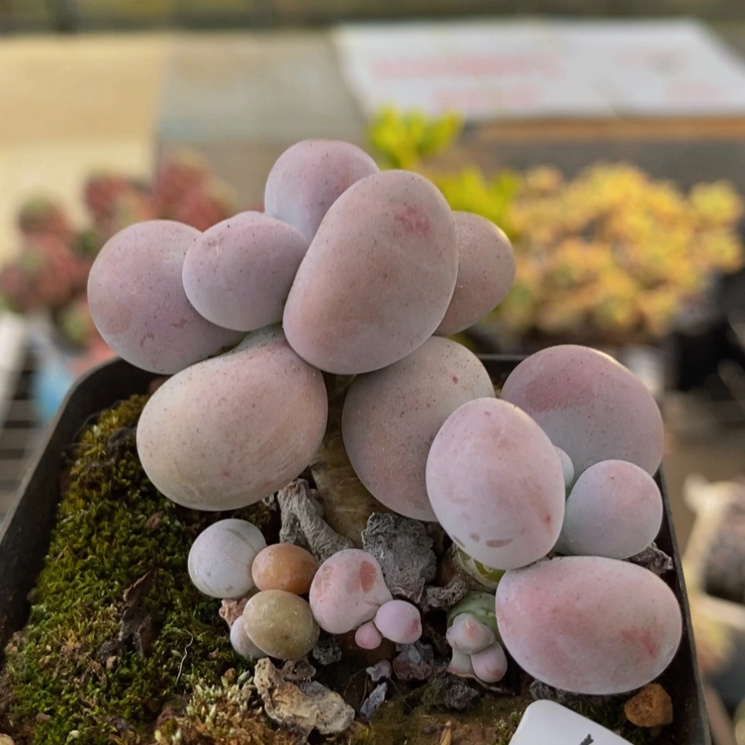 3199芭比奶酪3cm多肉