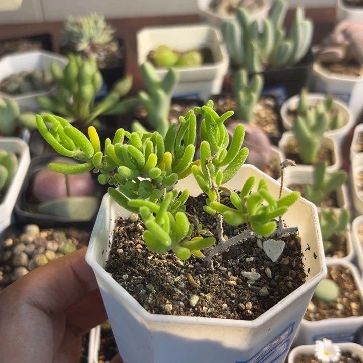 0020 枝干番杏多肉植物