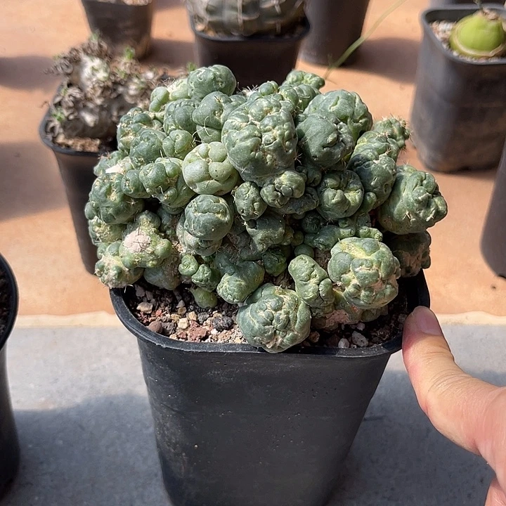 无花朵象牙刺缀一物一拍