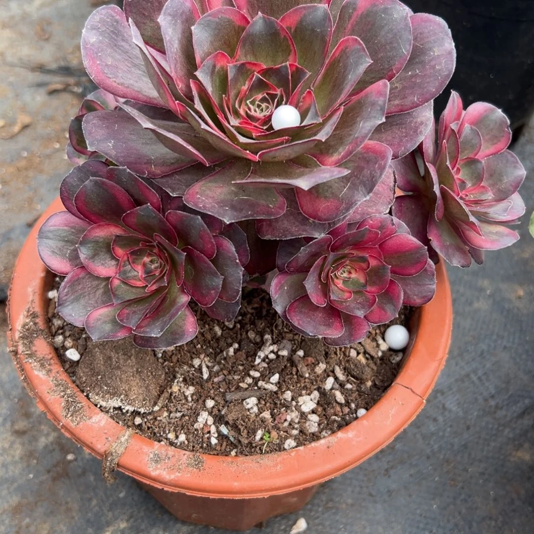 73纳福多肉植物系