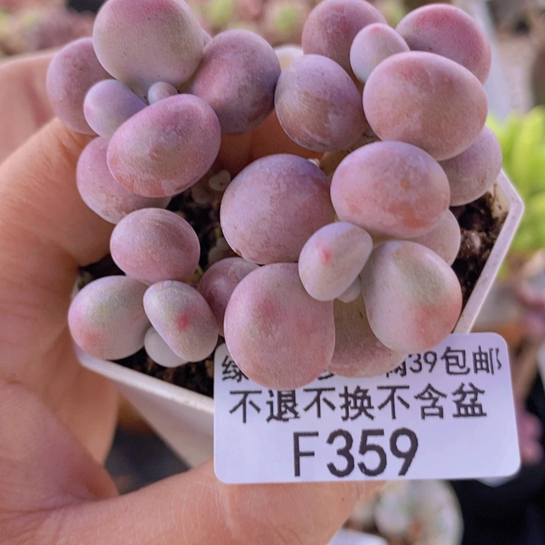 腰子桃蛋5cm359多肉植物