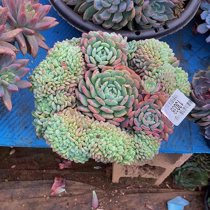 迎***夏   白胖子缀多肉13038