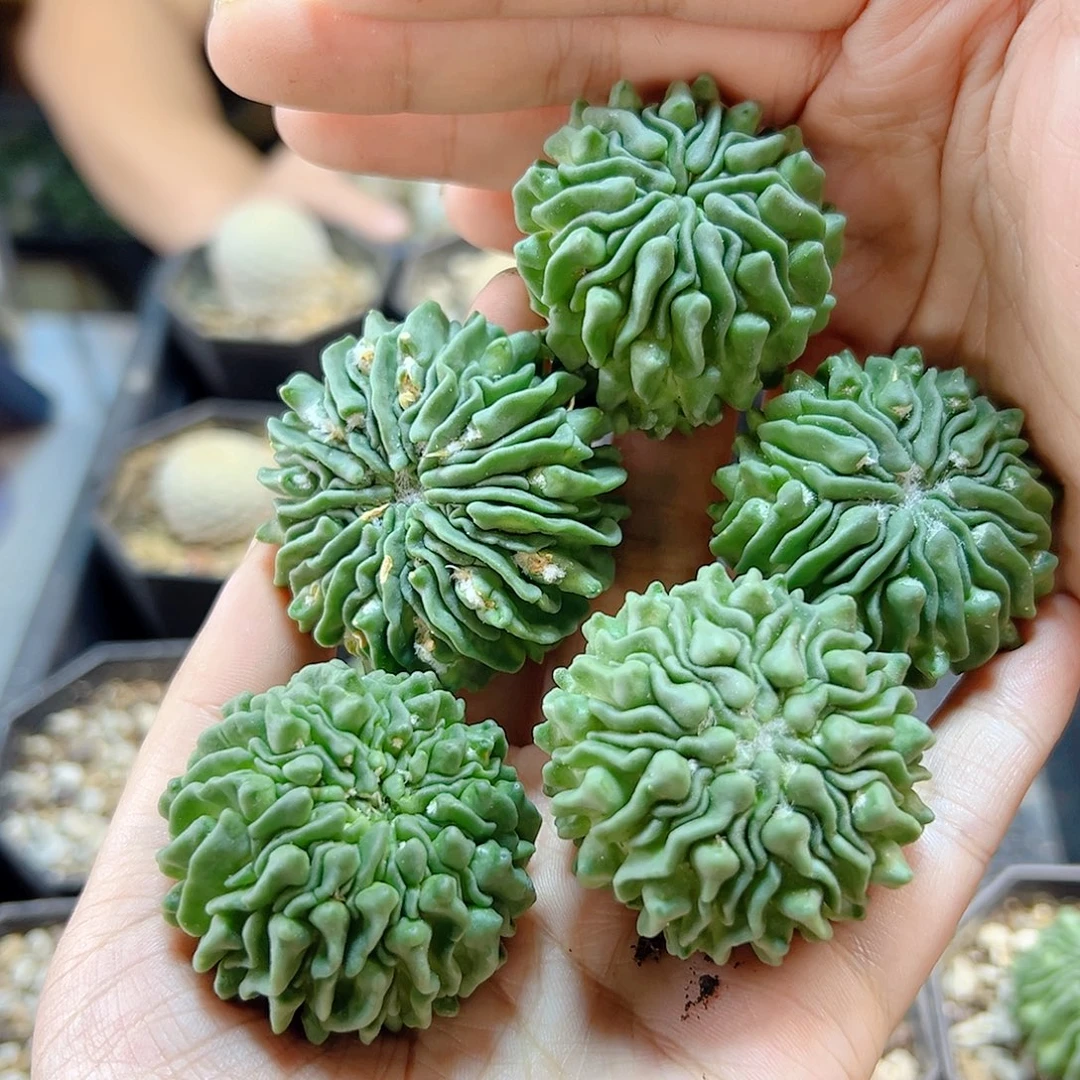 自根蝌蚪球3.8公分1颗根芽