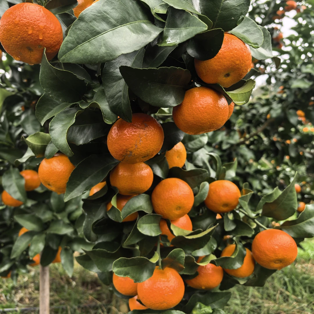 四川金秋砂糖橘皮薄肉细化渣