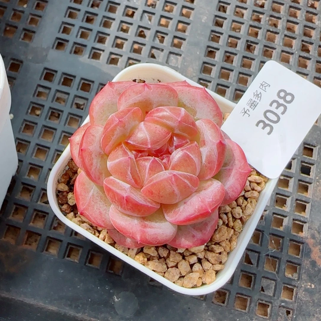 栀子花，3038多肉植物