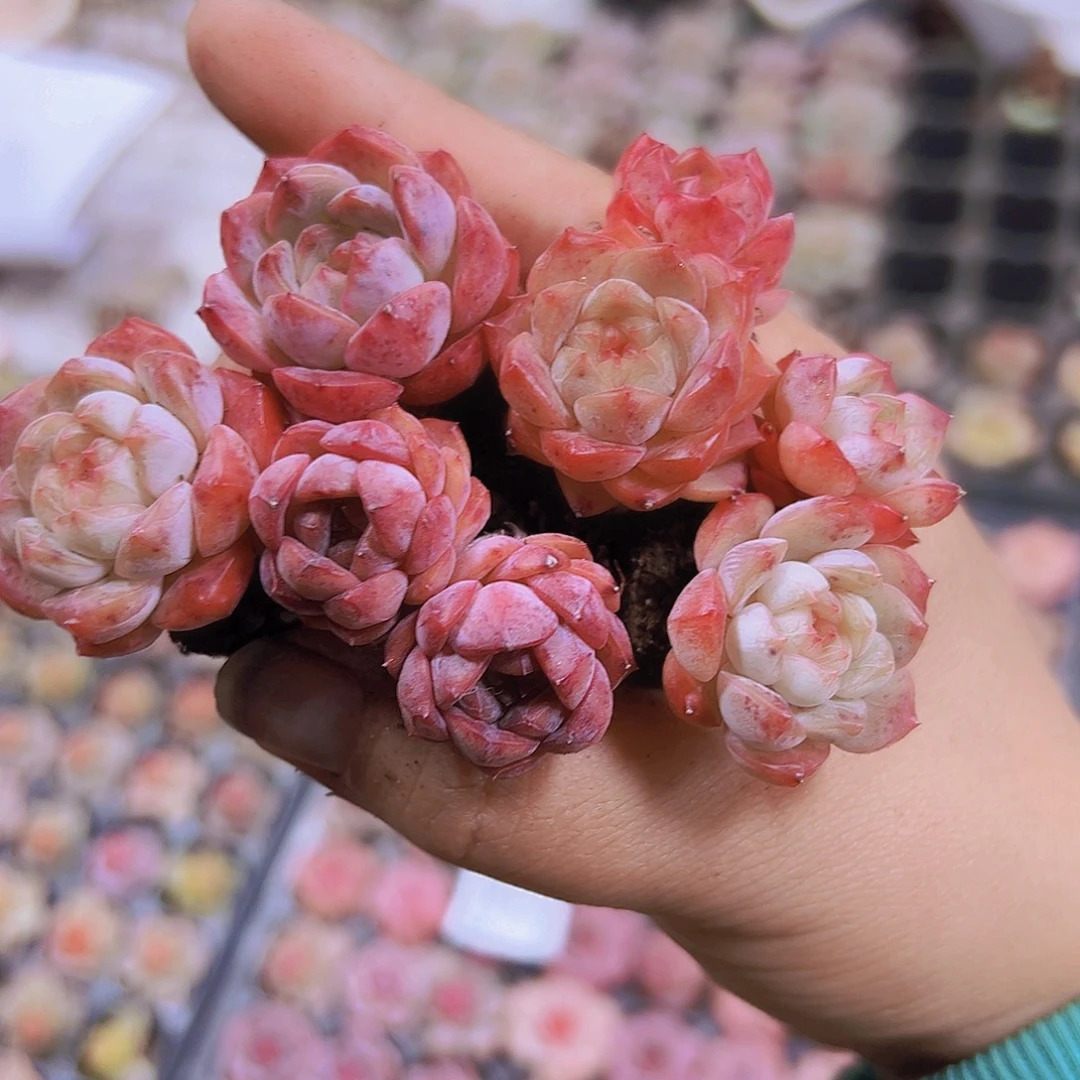 特葡珍妮5个19包邮