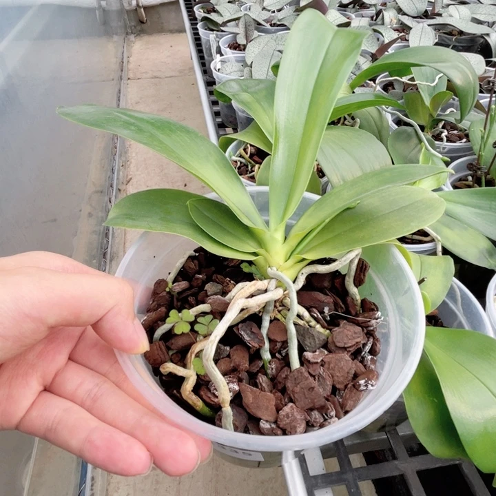 某***某完全开放盲盒路德-2335