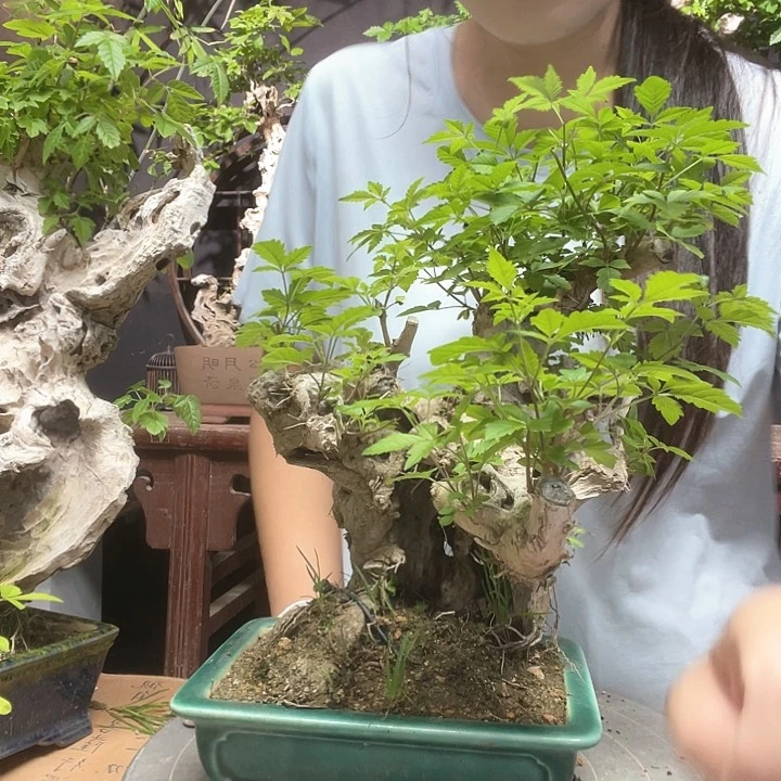 当前无花朵，栽培后可花朵广****）