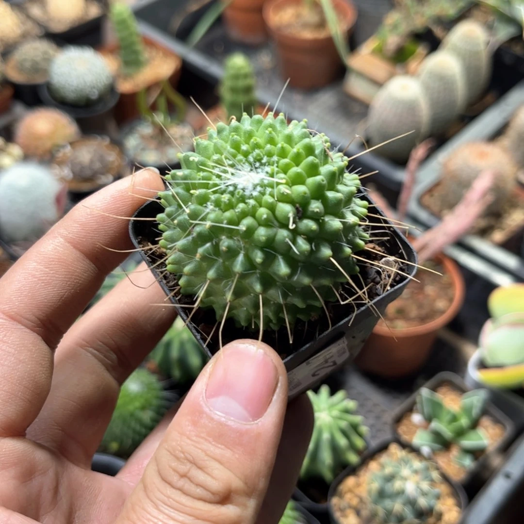 24479一物一拍单头发货