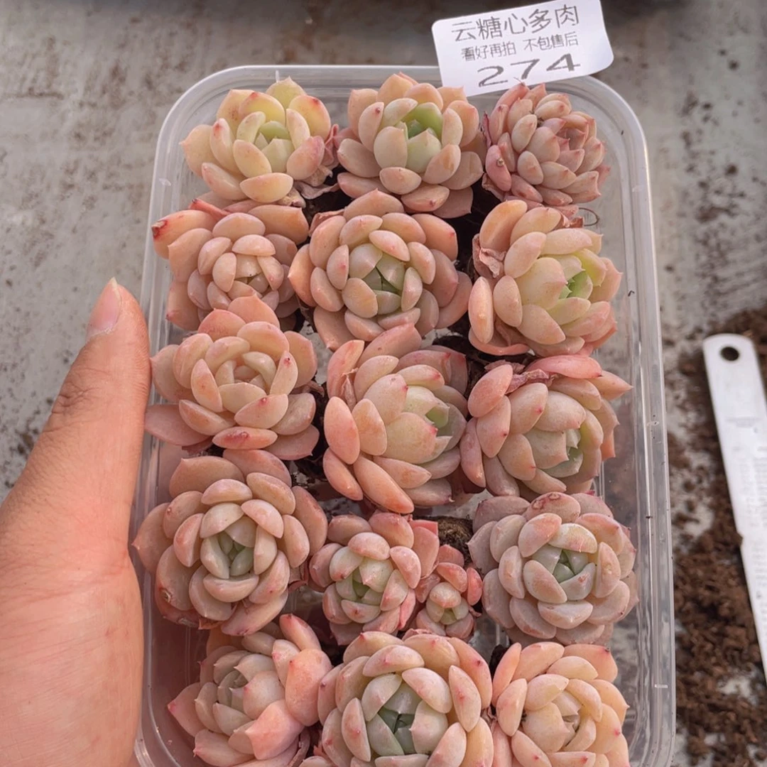 云糖心多肉植物274