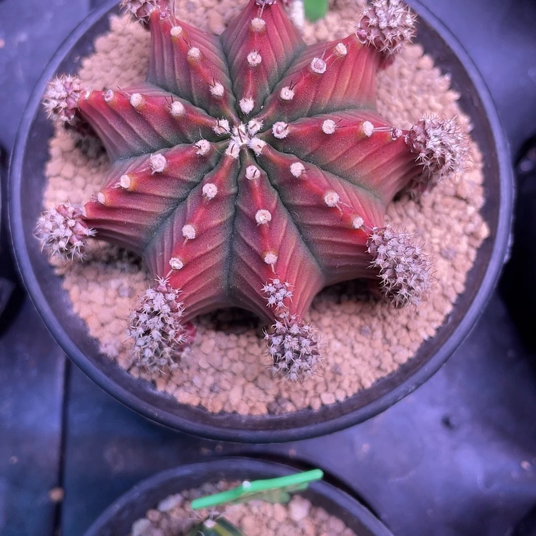 1-米哈沙拉曼尼6.9厘米