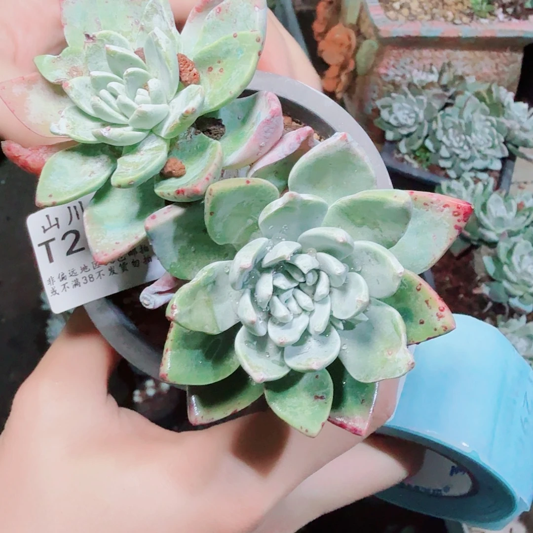 2957泡芙评论也多肉