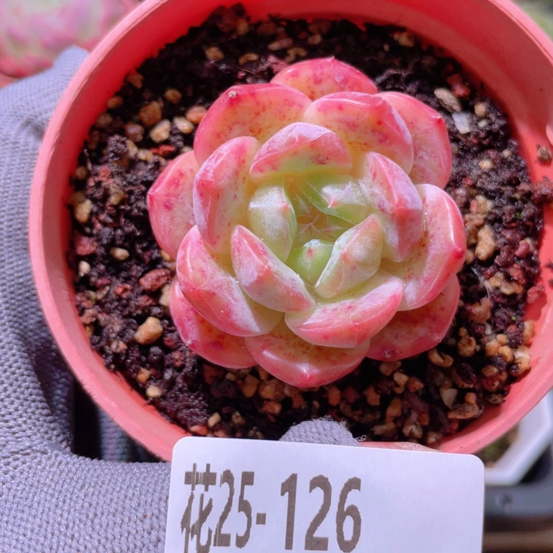 花利美25-126新品