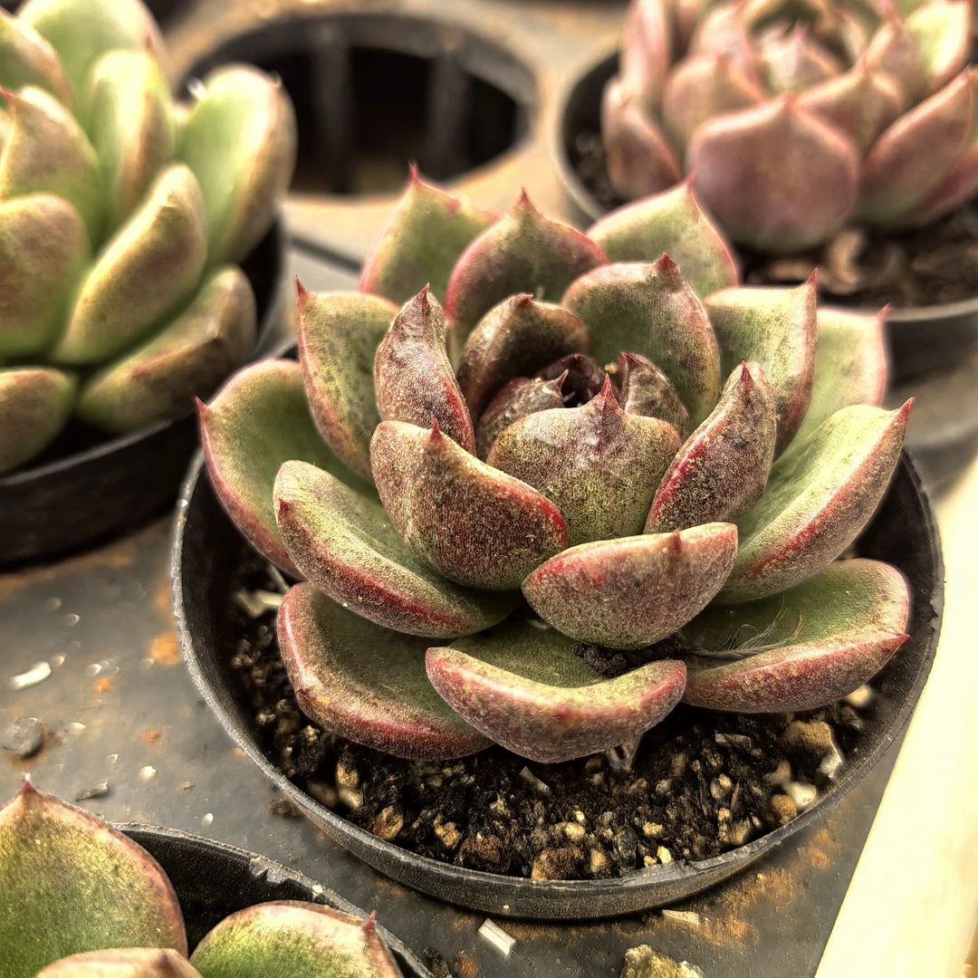 【清仓】黑玫瑰-单颗多肉