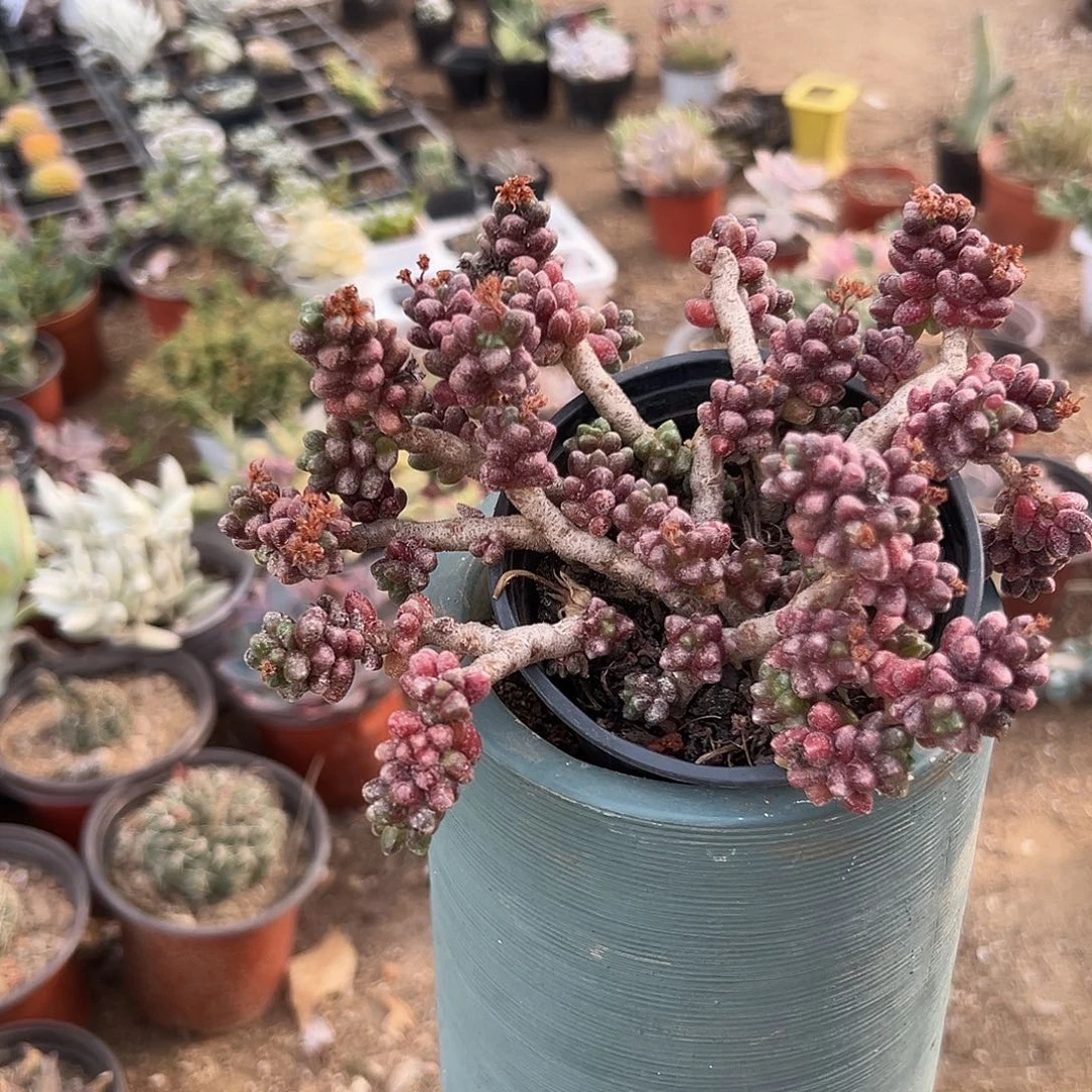 多肉植物微瑕红珊瑚