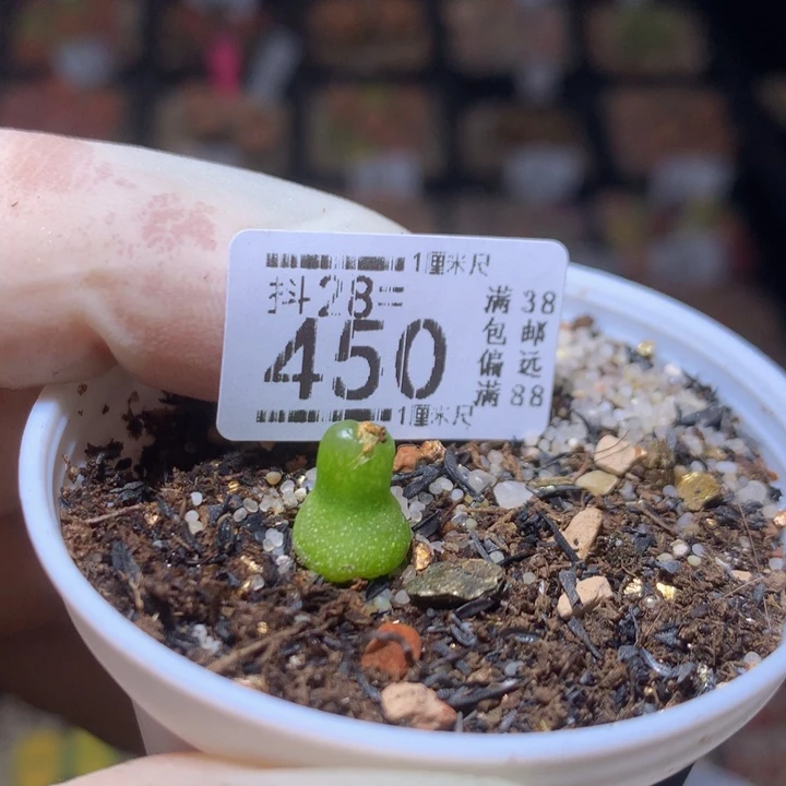 ?**单精品生石花28.450