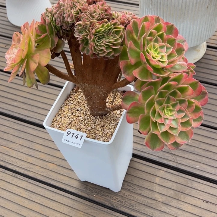 9141轮回缀化树桩