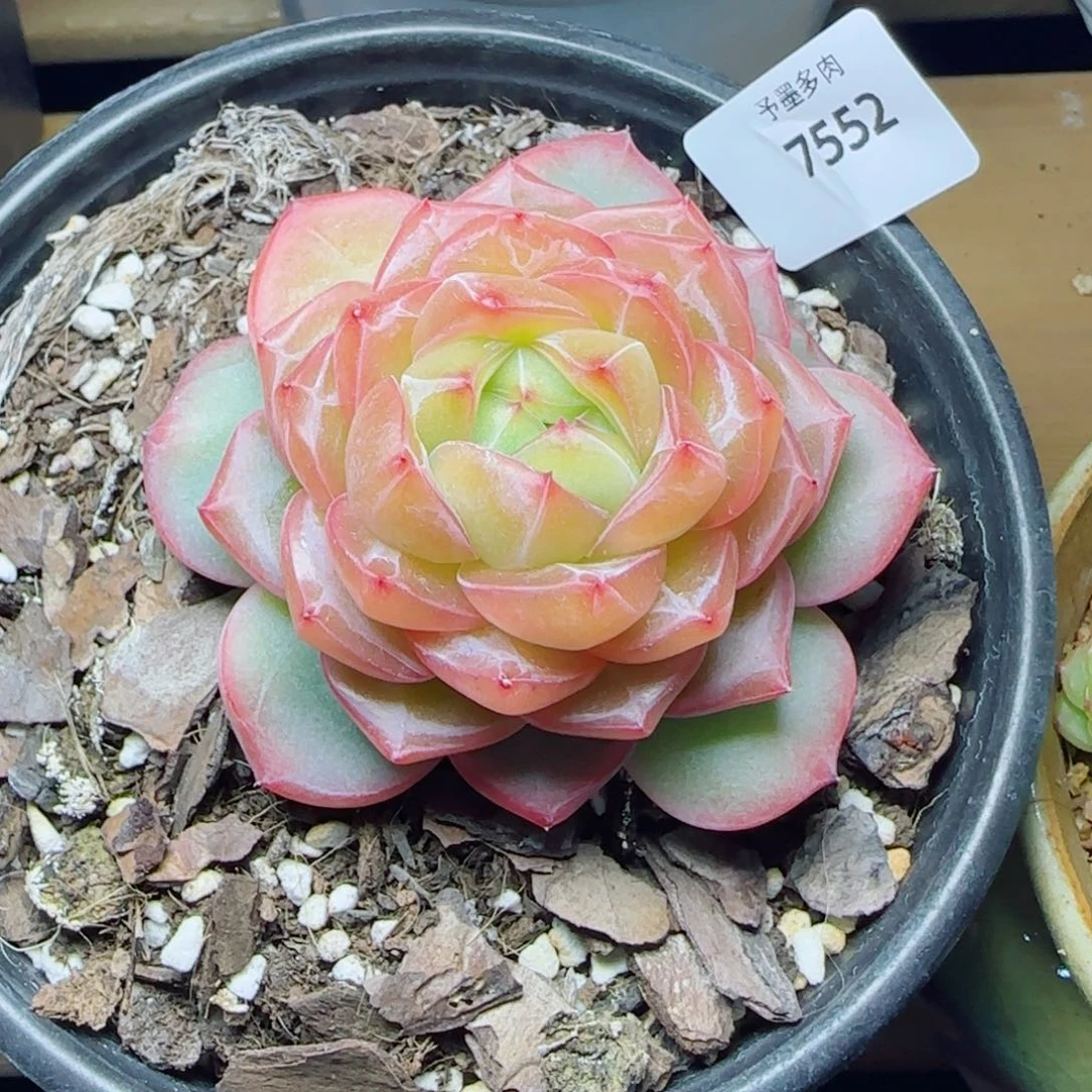 海洋之星，7552多肉植物