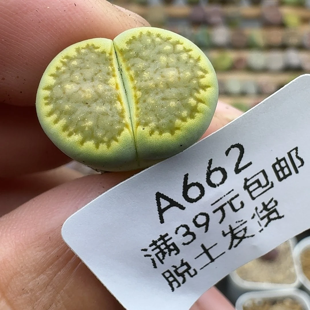 662多肉哈哈哈哈哈哈哈