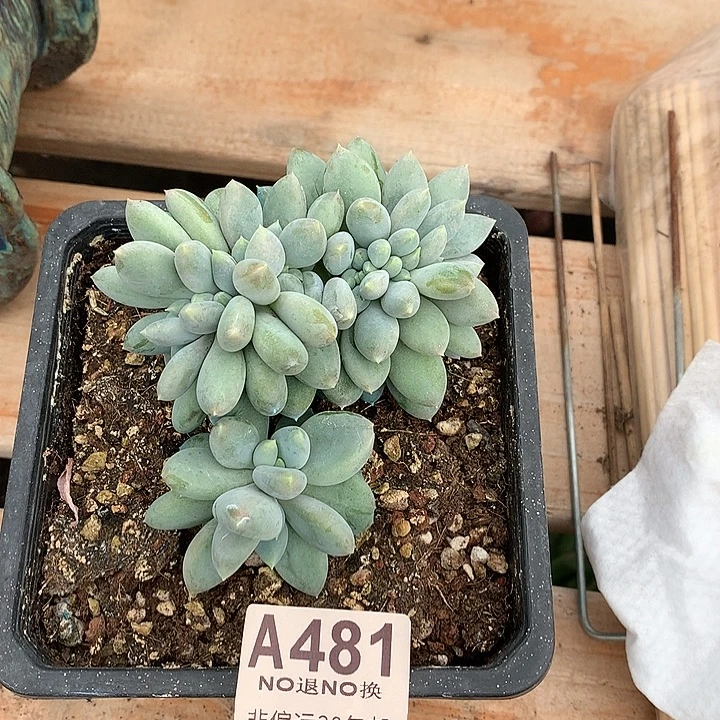 胖体哥特缀化 481需要延迟发货