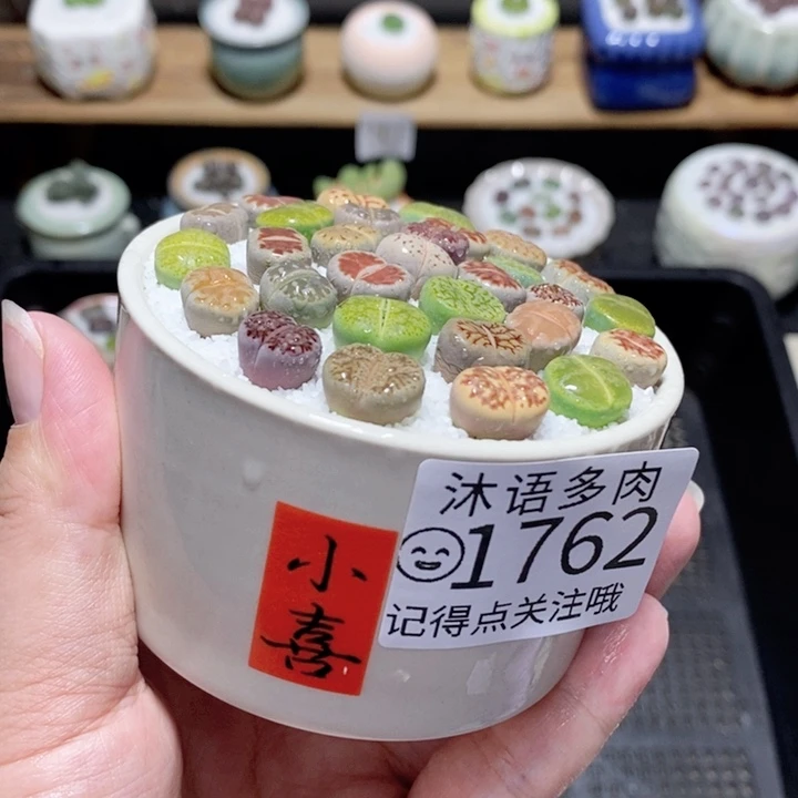 精美盆栽 一物一拍1762