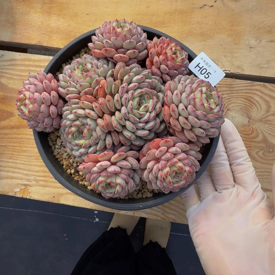 h h h h h h h h h 5