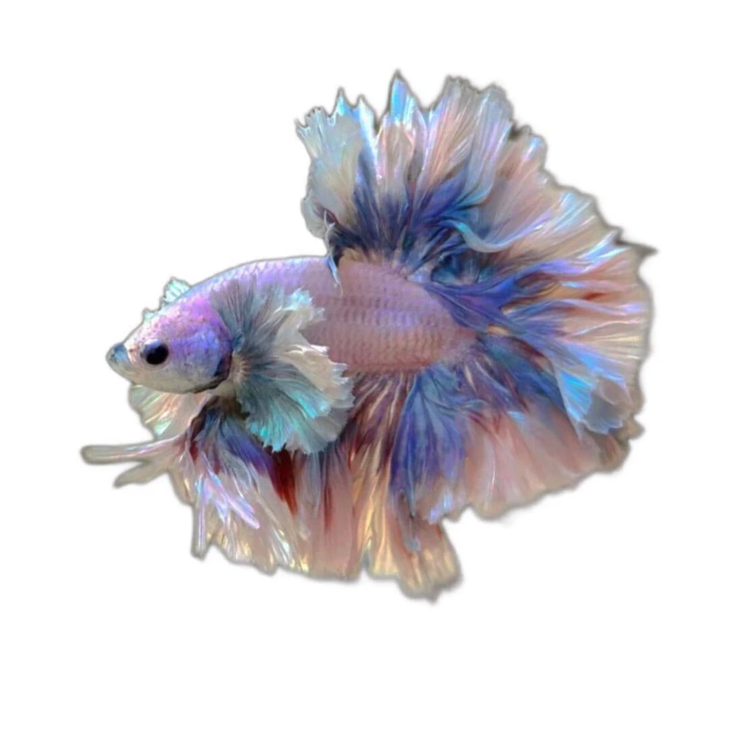 S30-S70精品斗鱼半月热带观赏鱼小型活体好养耐活宠物鱼活鱼