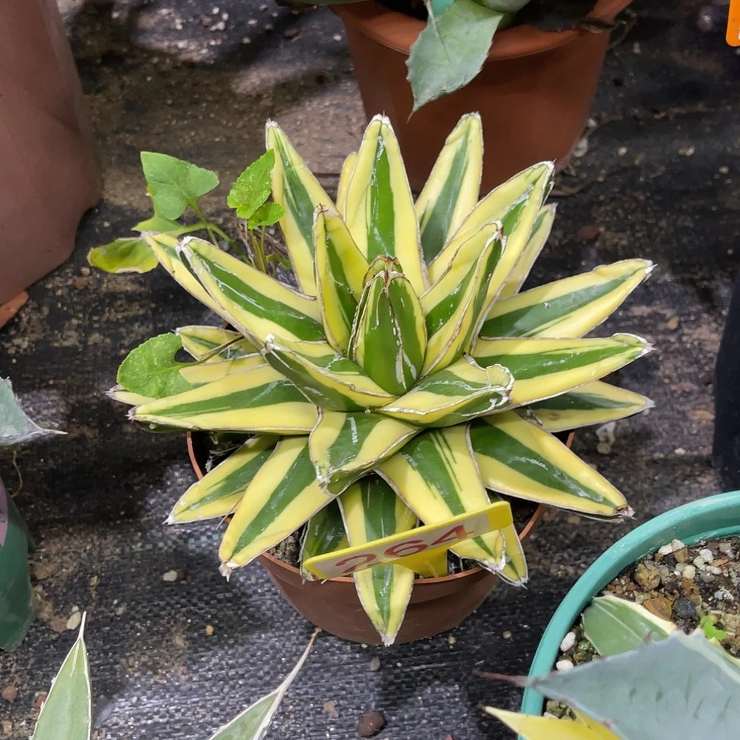 辉山锦龙舌兰19cm量拍