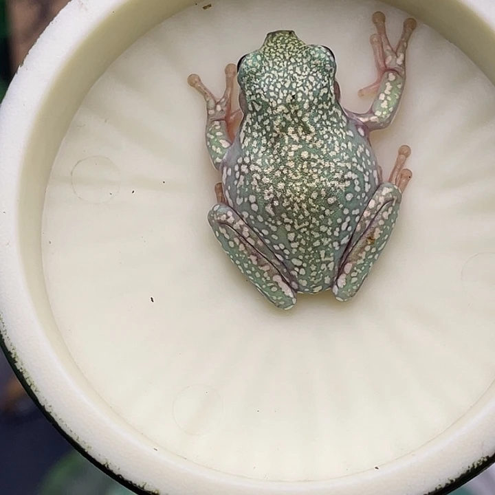 老爷树蛙19号精品暴雪