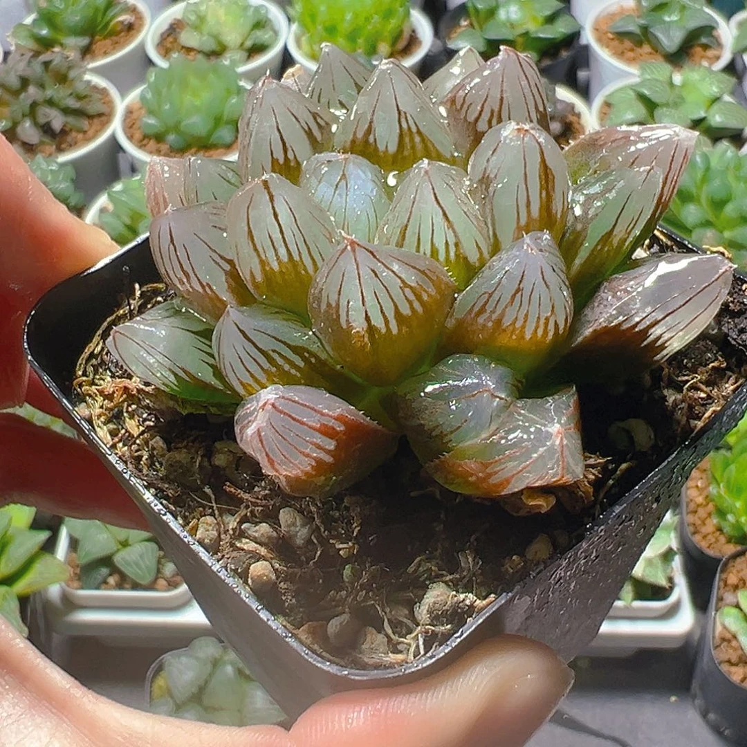 龙爪母本玉露多肉植物一颗