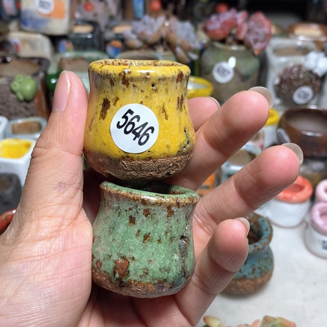 晒*?拍5送一个小礼物不含多肉