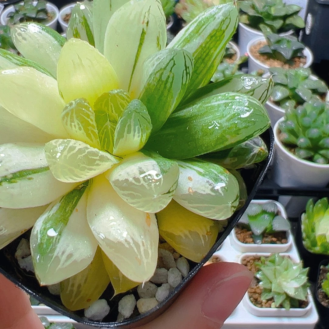 苏州玉露锦多肉多肉多肉