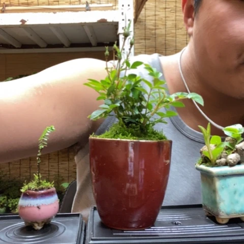 红陶一物一拍所见即所得222