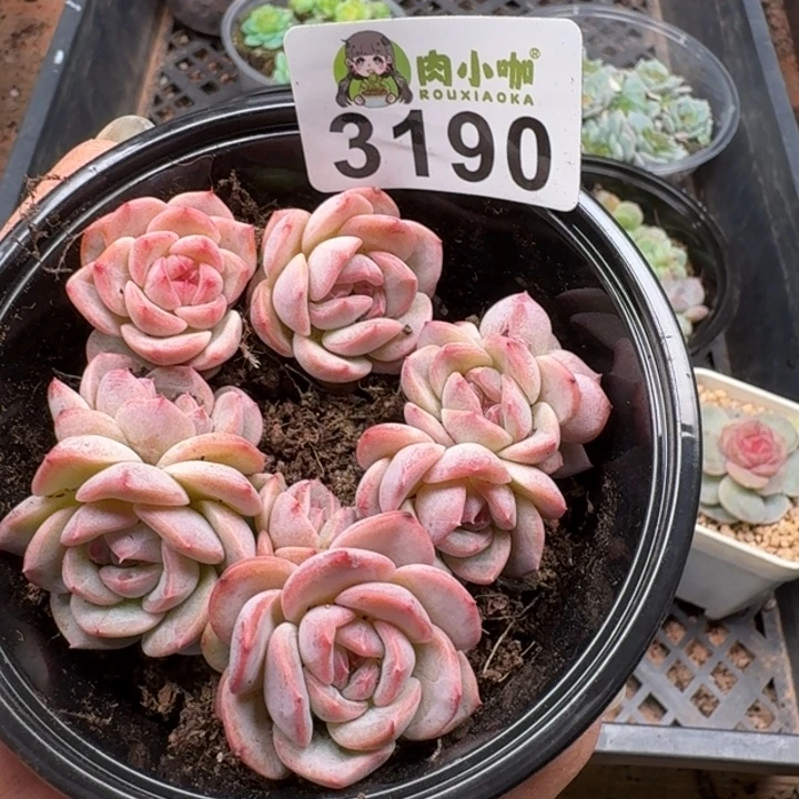 多肉植物多肉植物