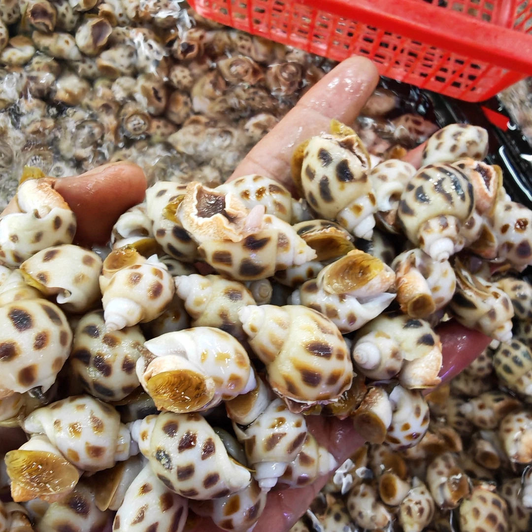 鲜活海南无沙花螺3斤（真空打包）