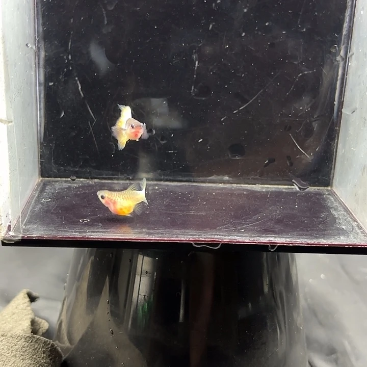 孔雀鱼粉猫玻璃猫精品
