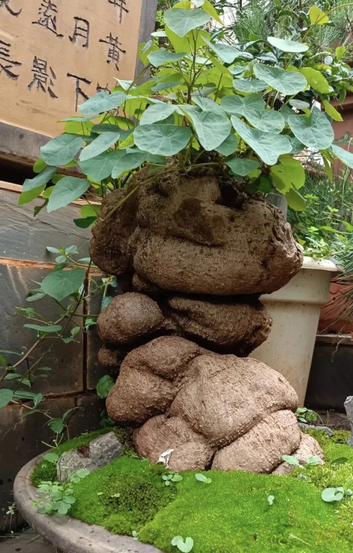 云南野生血藤山乌龟金不换冬天不冬眠爬藤绿植