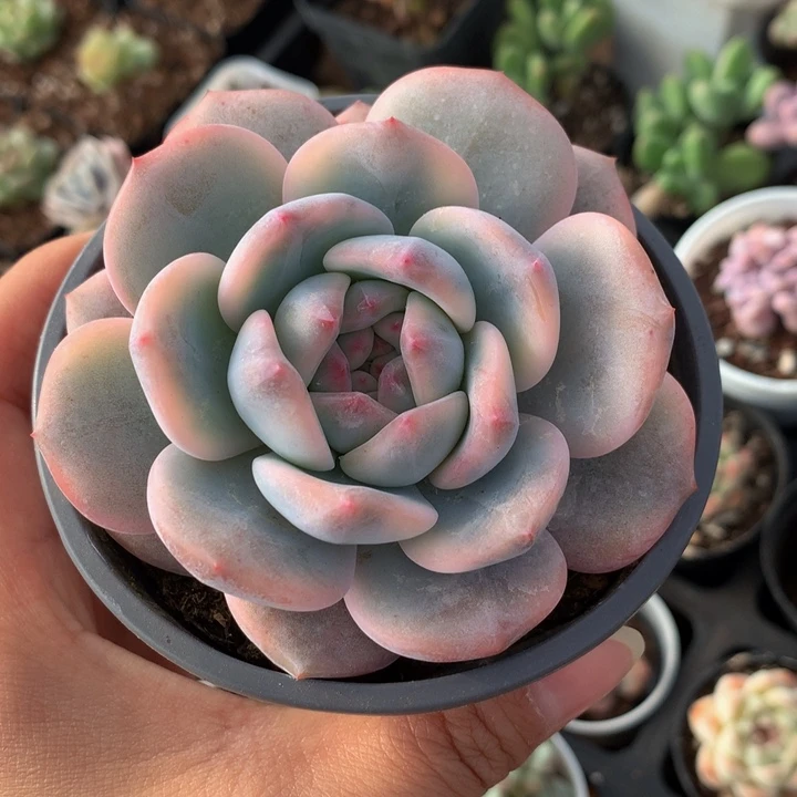 精控橙梦露锦单头