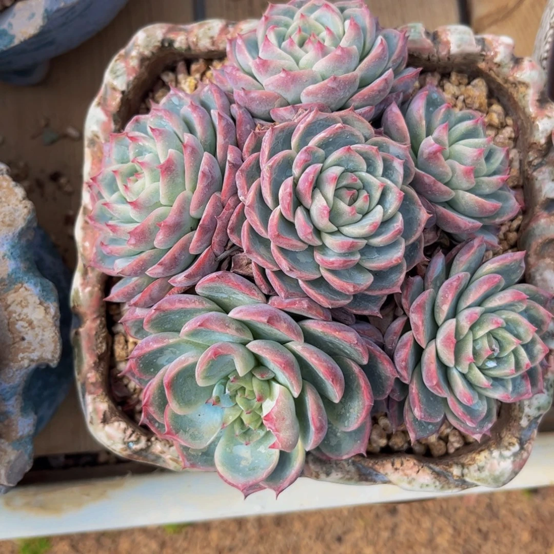 新疆西藏内蒙不发货，粉色提示