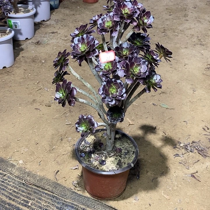 21，黑法师多肉法师