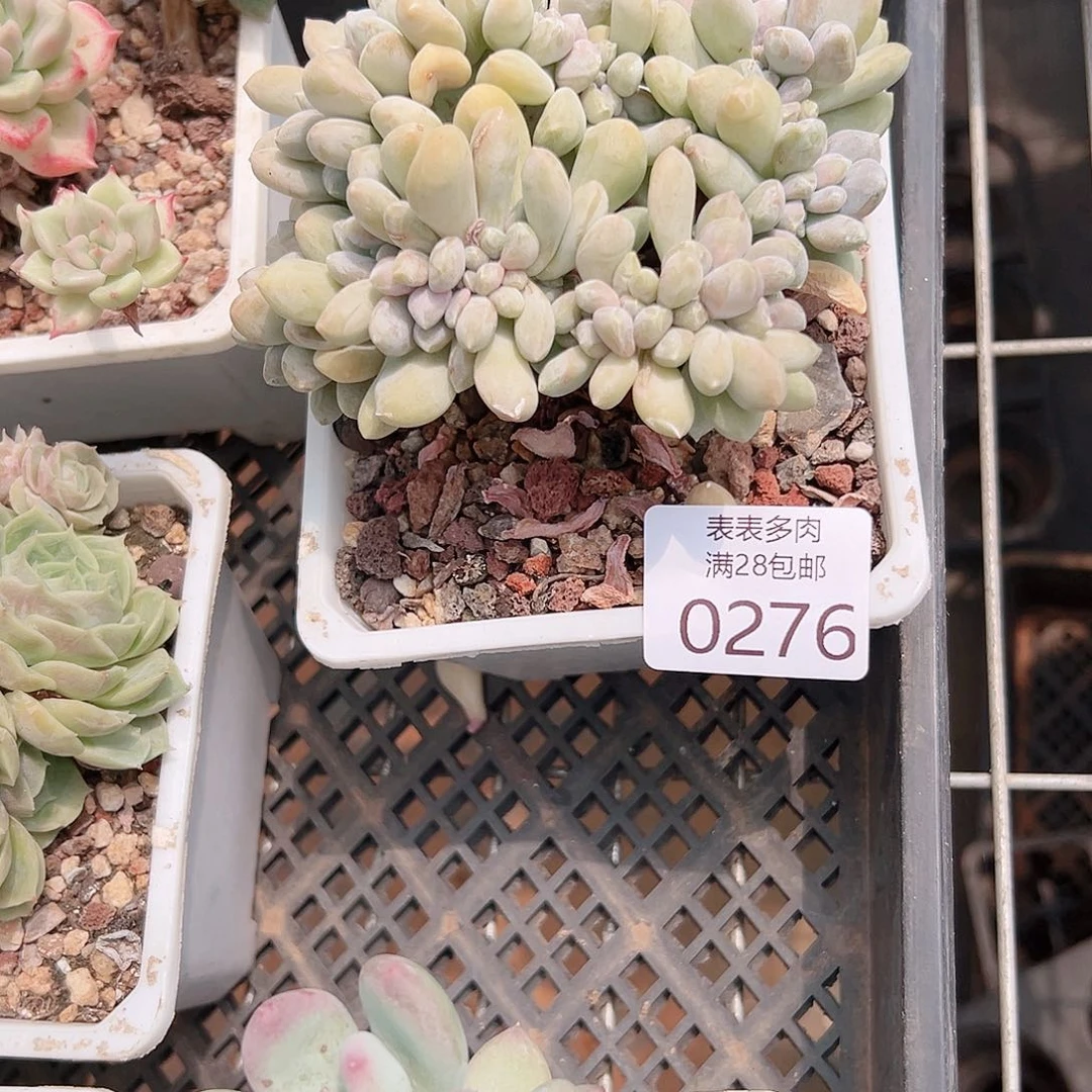 赟***多肉一物一拍植物0276