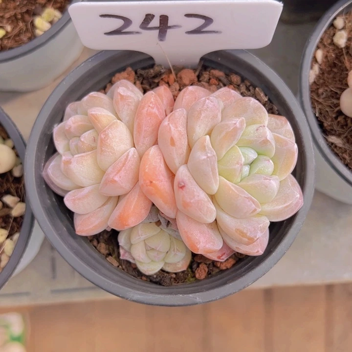 健健康康平平安安