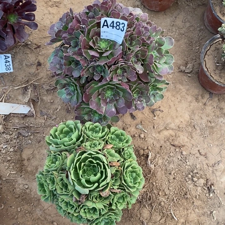 完全开放483荷兰玫瑰绿洋绒多肉植物