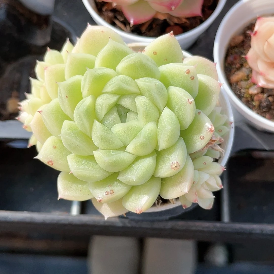 优选麦秆福利8890