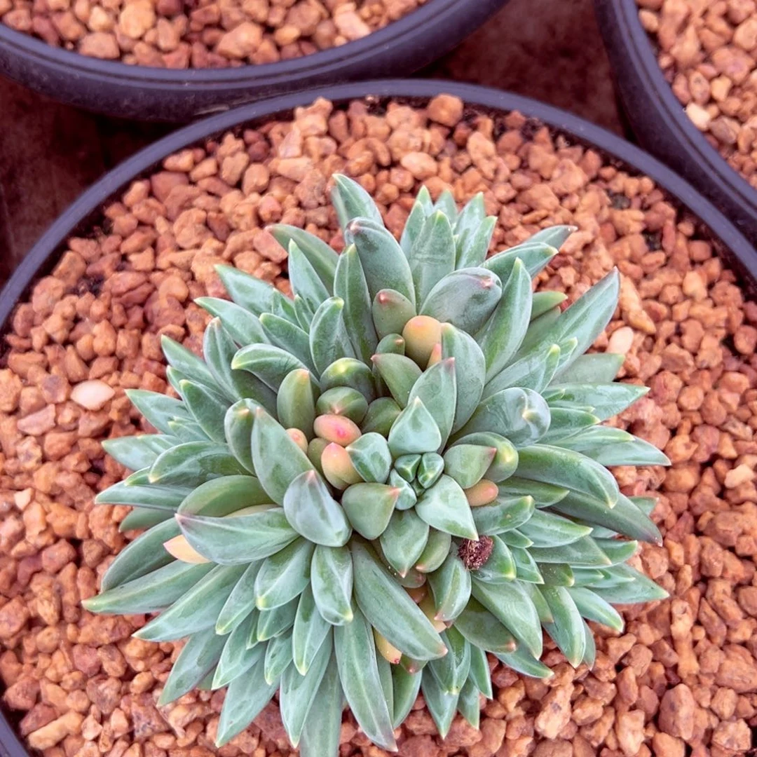 不知明美人群发货的