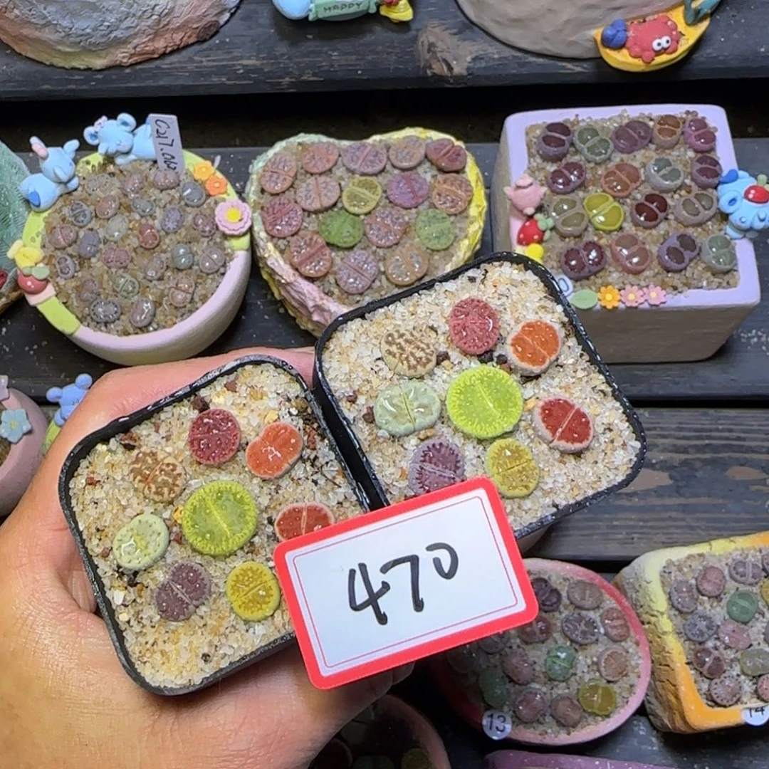 470生石花带盆发1