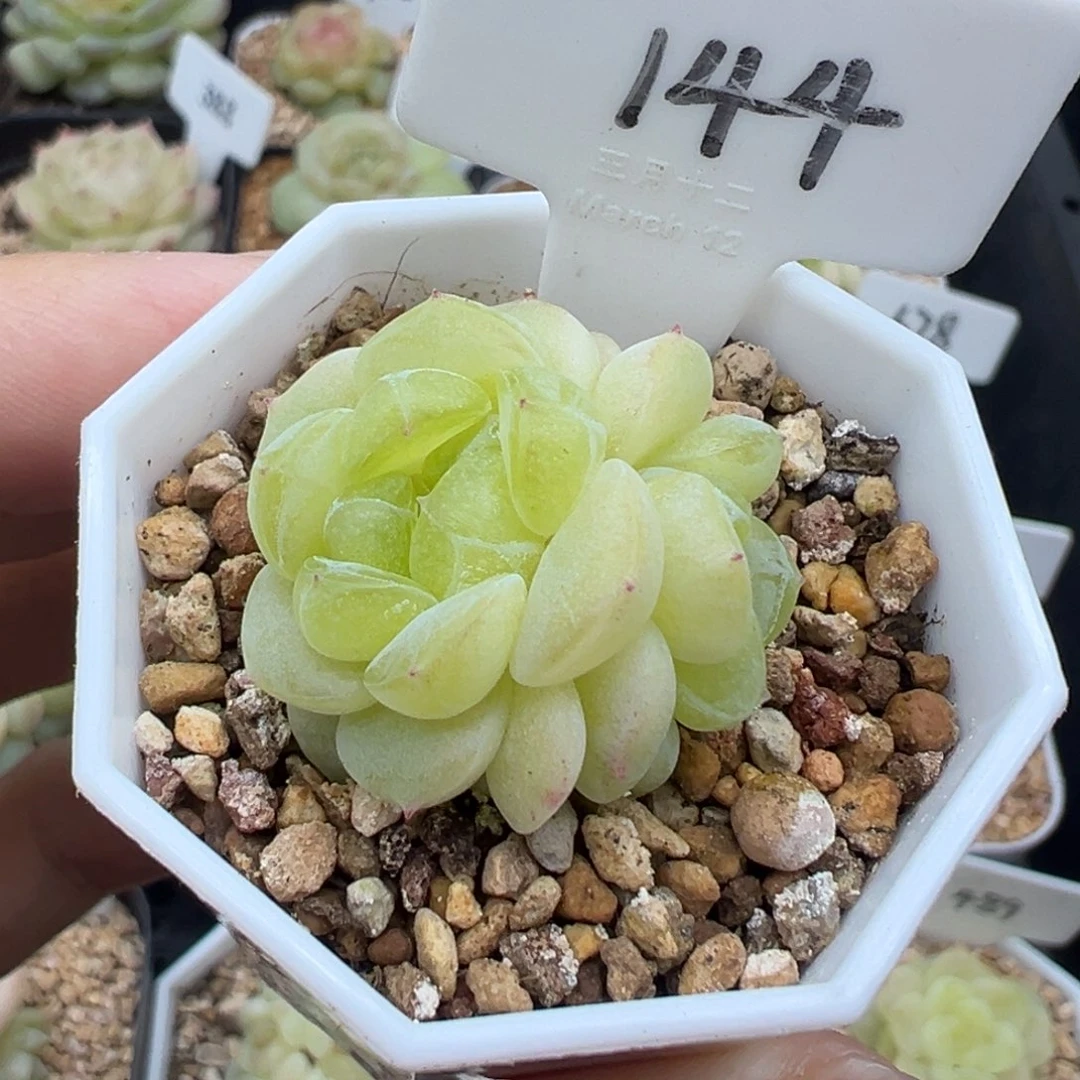 144号财富密码胖表妹