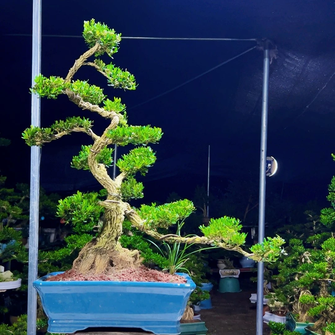 当前无花栽培后可以开花黄杨木