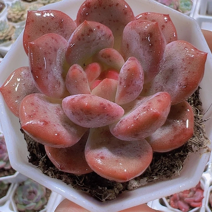 爱丽儿19包邮多肉植物